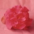 Theola Clark